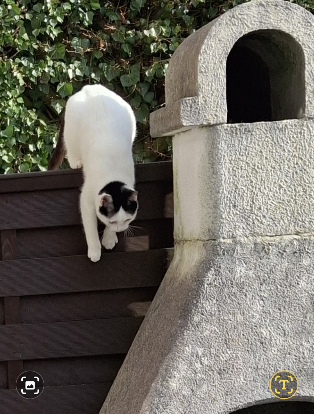 Ginger (Kiko)_Screenshot_20250208_132554_Gallery.jpg